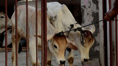 गौ हत्या गर्नेलाई सेवा निषेध